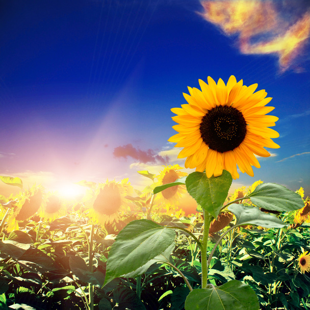 yellow sunflower with the sky - Photo, Image