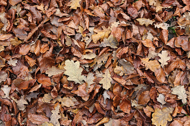 Φθινοπωρινό φόντο με καφέ πεσμένα φύλλα - Φωτογραφία, εικόνα