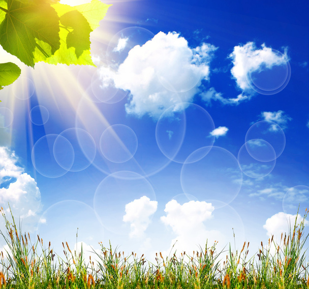 zelené trávě s oblohou - Fotografie, Obrázek