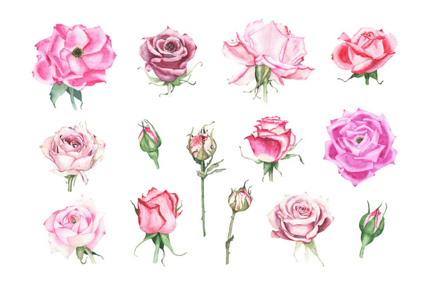 Collectie van aquarel roze kastanjebruine paarse rode rozen Bud bloem - Foto, afbeelding