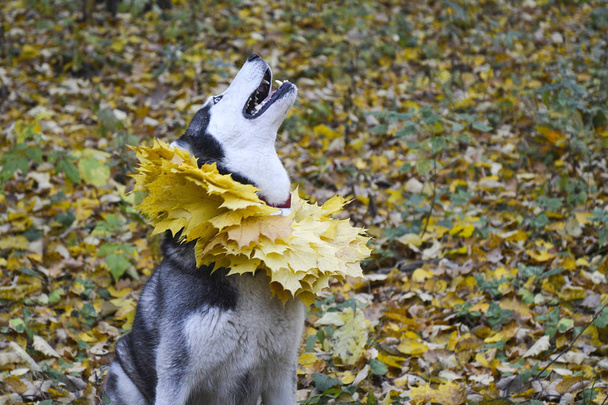 Herbst. Spaziergang im Wald mit einem Haustier. - Foto, Bild