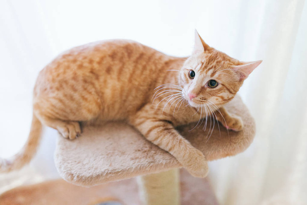Gember kat wordt gespeeld met krassen post - Foto, afbeelding