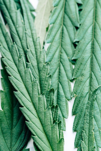 top view of green leaves of marijuana on white background  - Foto, Imagem