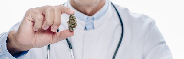 panoramische foto van de arts in witte vacht houden medische cannabis geïsoleerd op wit  - Foto, afbeelding