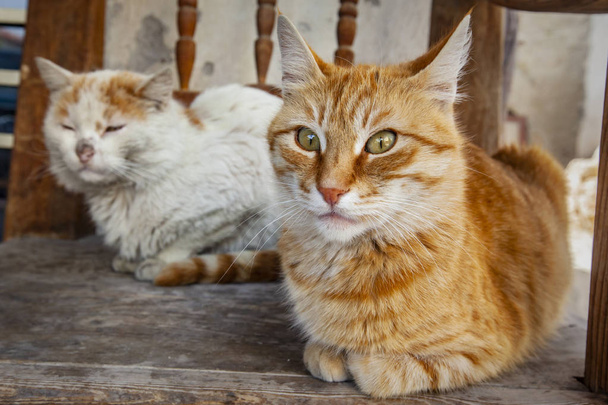 Dos gatos amistosos descansan en el campo
 - Foto, Imagen