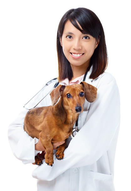 Tierarzt mit Dackelhund - Foto, Bild