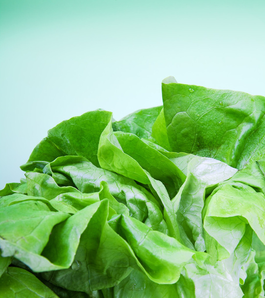 Lettuce on green - Fotó, kép