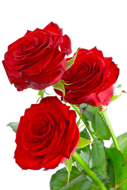 drei schöne rote Rosen - Foto, Bild