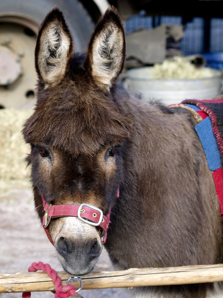 Close-up foto van een ezel op een ketting - Foto, afbeelding