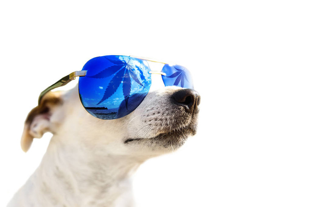 Chien Jack Russell dans des lunettes de soleil, qui feuilles de cannabis, marijuana. Concept d'huile CBD animale. Isolé sur fond blanc
 - Photo, image