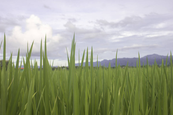 farm green rice with cloud blue sky of country of tradition - Photo, Image
