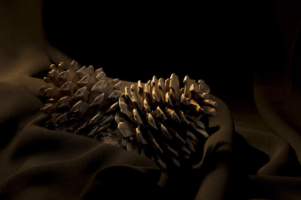 pine cone on the black background - Photo, image