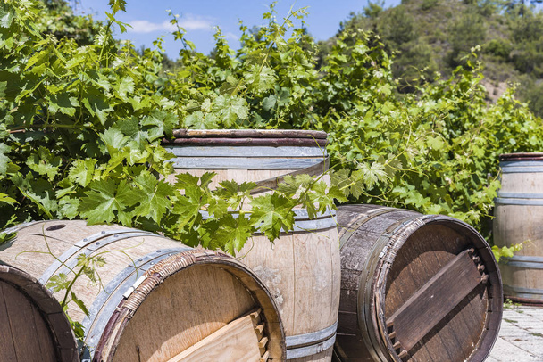 Wine barrels Wine barrels and Vineyards wine barrels. - Photo, Image