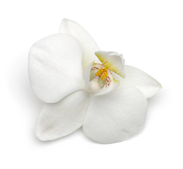 Single white orchid flower isolated on white - Foto, Imagen