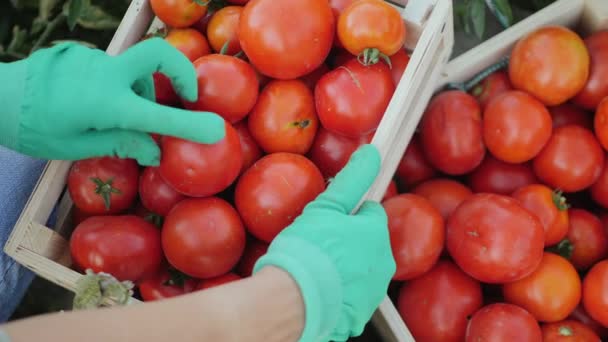 Hands worker put a tomato in a wooden box - Footage, Video