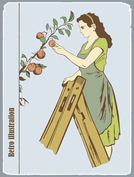 die Frau sammelt Äpfel - Vektor, Bild