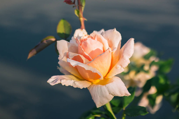Een rozen bloem, close-up. In de tuin. - Foto, afbeelding