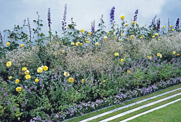 Bordure fleurie colorée dans un jardin urbain en bleu, blanc et jaune
 - Photo, image