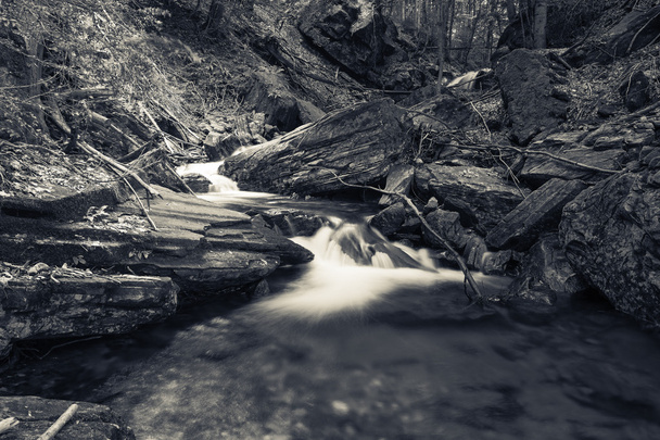 El arroyo en el bosque
 - Foto, imagen