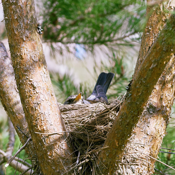Wild bird incubates the eggs sitting in the nest on the pine tree - Photo, Image