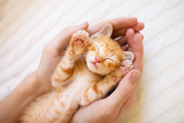 Kitten śpi w rękach człowieka. Koty spać. - Zdjęcie, obraz