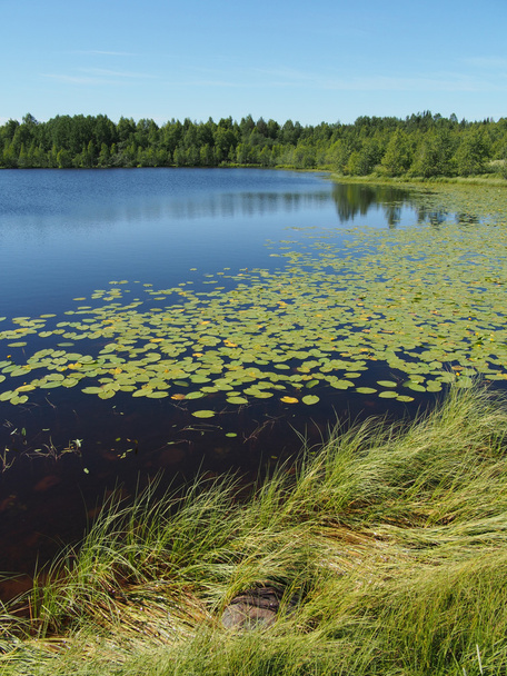 Lake in the summer - Foto, Imagem
