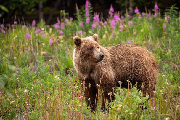 Un grizzli sur une prairie
 - Photo, image