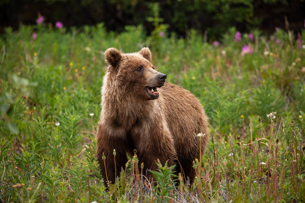 Medvěd grizzly na louce - Fotografie, Obrázek