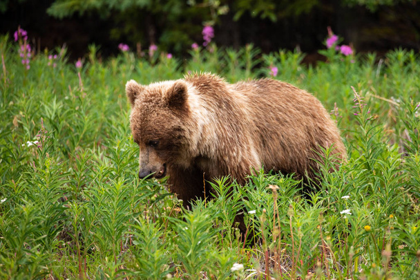 Um urso pardo em um prado
 - Foto, Imagem
