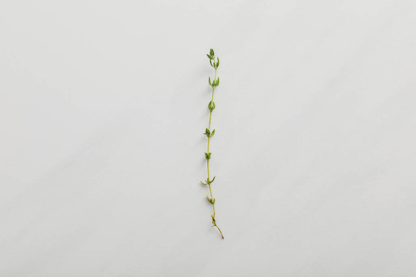 Top view of small fresh thyme twig on white background - Photo, Image