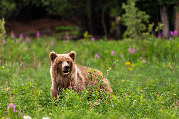 A Grizzly Bear on a Meadow - Photo, Image