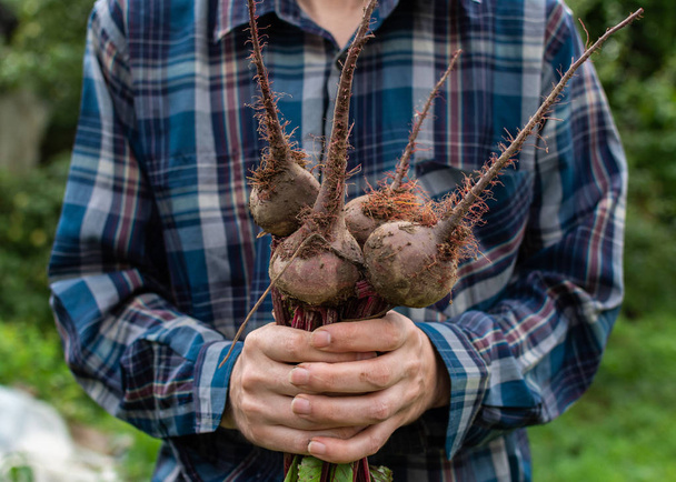 Руки фермера со свежей свеклой
 - Фото, изображение