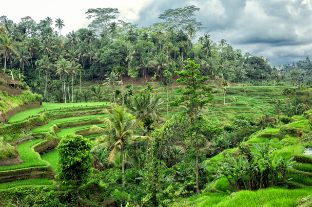Kilátás Tegallalang Rice terasz-Ubud-Bali-Indonézia - Fotó, kép