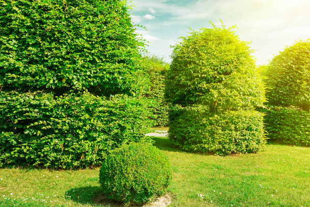 Hedges and ornamental shrub in a summer park. - Foto, afbeelding