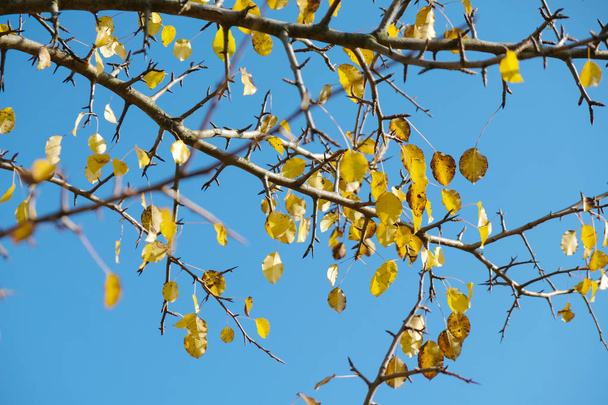  Gele bladeren van wilde peer fladderen in de wind tegen een blauwe hemel achtergrond. Zonnige herfst in Oekraïne. - Foto, afbeelding