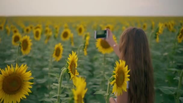 Frau fotografiert sich Handy-Foto-Mädchen auf dem Hintergrund von Sonnenblumen, teilen Sie Ihre Fotos online - Filmmaterial, Video