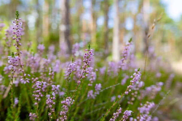 Beautiful little flowers blooming in the forest. Calluna vulgari - Φωτογραφία, εικόνα