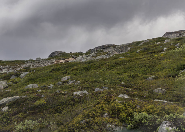 северные олени в норвежской пустыне
 - Фото, изображение