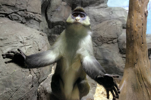 Cercopithecus ascanius monkey or Red tailed Guenon monkey  - 写真・画像