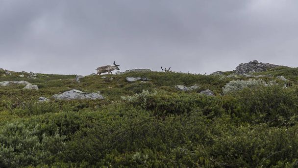 северные олени в норвежской пустыне
 - Фото, изображение