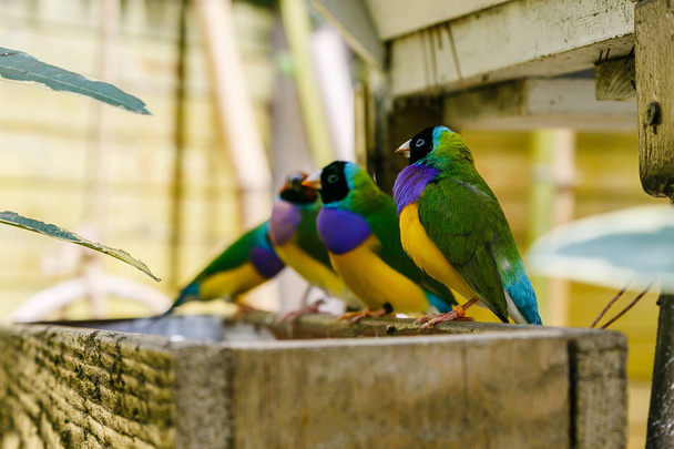 The Gouldian finch (Erythrura gouldiae), also known as the Lady Gouldian finch, endemic to Australia. Breeding of ornamental birds at home - Foto, imagen