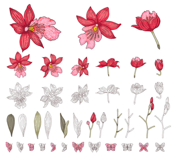 Orchid flowers set isolated on white, vector illustration - Vetor, Imagem