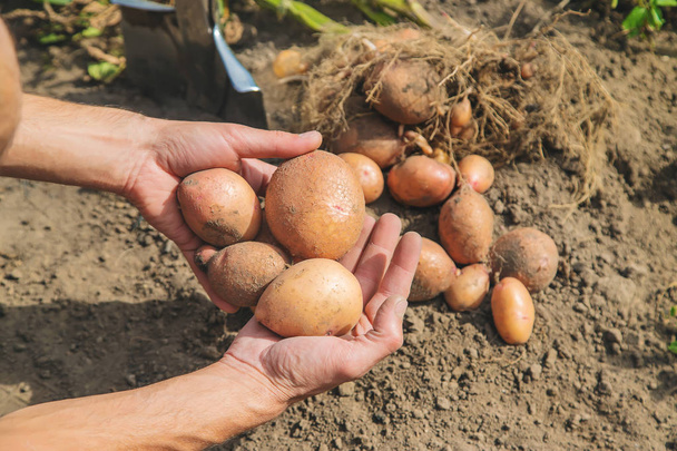 Копайте картошку в саду. Селективный фокус
. - Фото, изображение