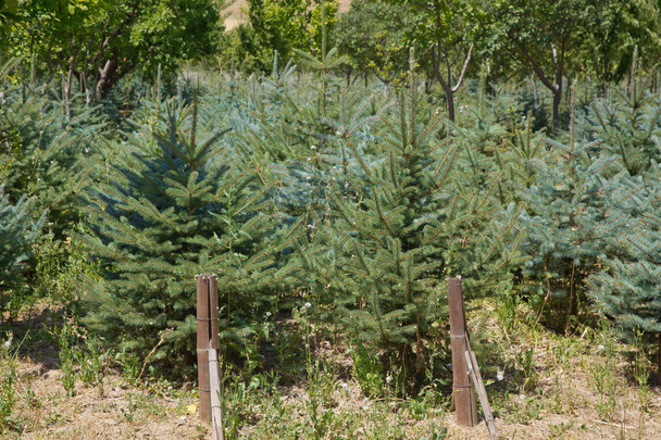 A line of small pine trees on tropical weather on sunny day . Close up of a Christmas tree farm in Azerbaijan . Set of natural Christmas tress - Photo, Image