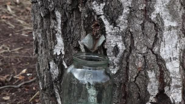 břízy Juice, sklízení zdravého březového mízu v lese na jaře - Záběry, video