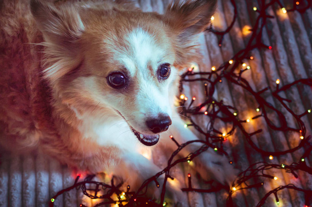Portrait of a red dog close up with a garland near. New Year card. New Year 2020. Christmas. Concept - Photo, Image