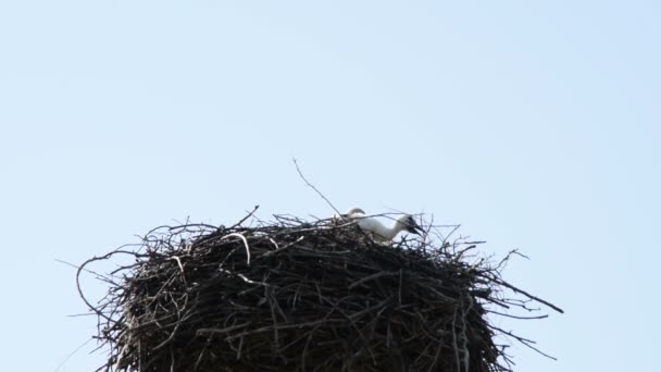 La cigüeña bebé en el nido
 - Imágenes, Vídeo