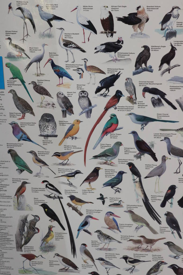 Sudáfrica carta de aves para entusiastas de la observación de aves
 - Foto, Imagen