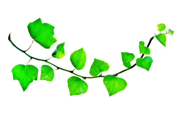 Bent-Green-Twig-of-Ivy-isolated-on-White
 - Фото, зображення