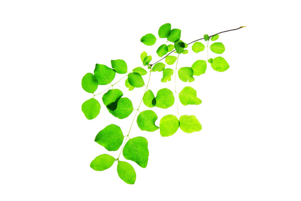 Rama-con-translúcido-verde-hojas-aislado-en-blanco-fondo
 - Foto, Imagen